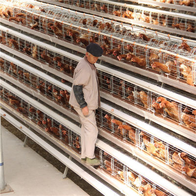 96-160 uccelli un tipo efficienza d'elevazione automatica completa della gabbia per polli alta