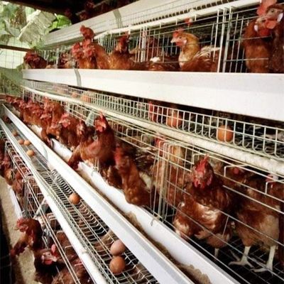 3/4 di tipo gabbia della fila A di strato dell'uovo del pollo della gabbia del pollo per le aziende avicole