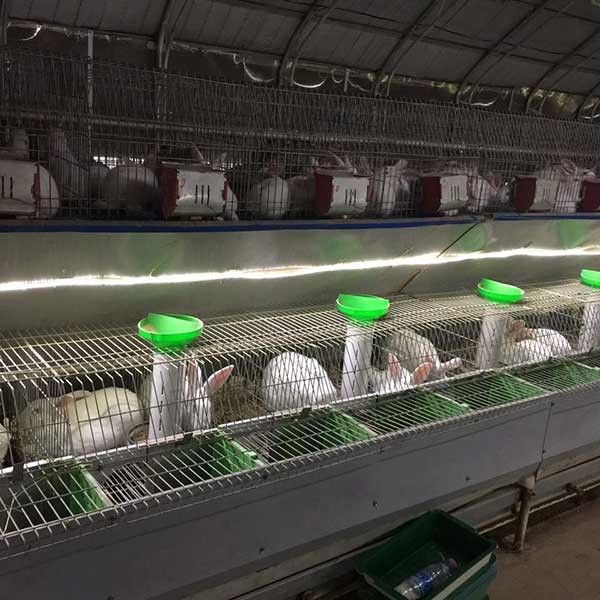 Bere automatico/pulizia dell'azienda agricola della gabbia stabile del coniglio 25 anni usa la vita