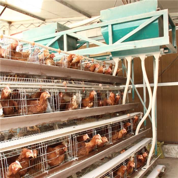 Attrezzatura ad alta densità di alimentazione di del pollame, risparmio energetico automatico dell'alimentatore della griglia