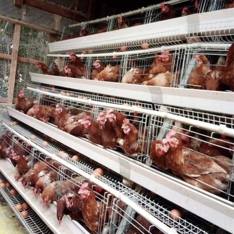 3/4 di tipo gabbia della fila A di strato dell'uovo del pollo della gabbia del pollo per le aziende avicole