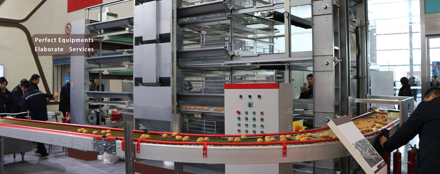 qualità Gabbia del pollo del pollame Fabbrica