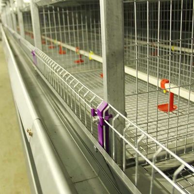 Gabbia automatica per i pulcini, gabbia dell'azienda avicola di strato di capacità di 264 uccelli
