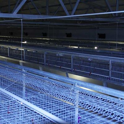 Bene durevole un tipo tasso di mortalità basso della gabbia del pulcino del bambino con il sistema d'alimentazione manuale