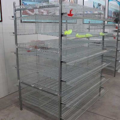 Tipo 6 sistema di controllo automatizzato fila della gabbia H della quaglia di 576 quaglie