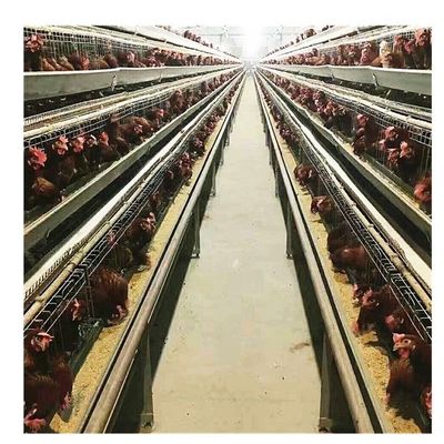 Collettore automatico dell'uovo della gabbia del pollo di strato di Tires 4 Tires della griglia 3