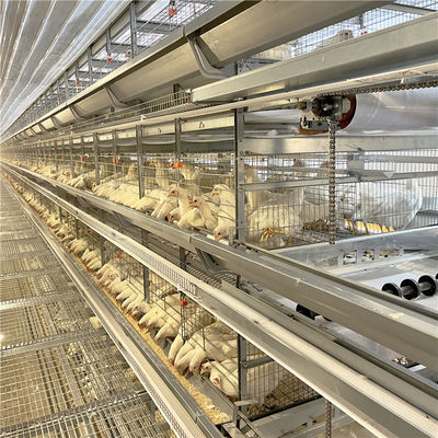 Gabbia del pollo di strato galvanizzata avicoltura dell'uovo per 5000 uccelli