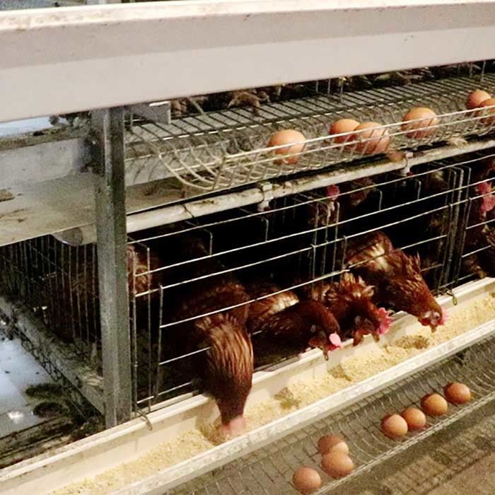 Potente un tipo gabbia del pollo di strato per la vendita dell'uovo dell'azienda agricola della larga scala facile da pulire
