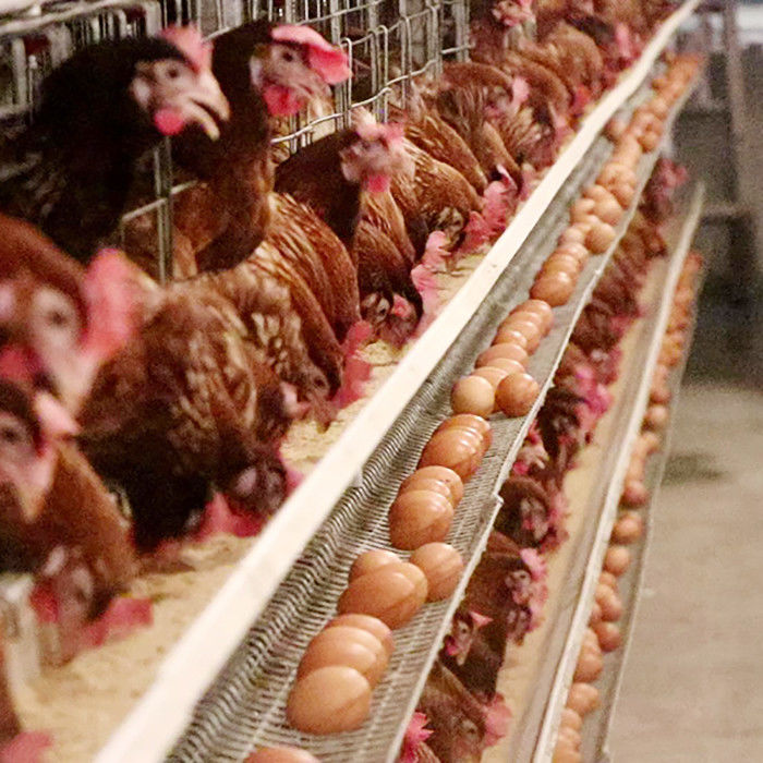 Gabbie d'alimentazione automatiche del pollo di deposizione delle uova, gabbia per uccelli di strato del filo di acciaio Q235