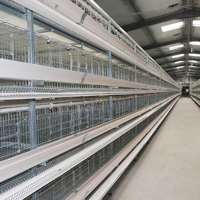 Gabbia che eleva il sistema della gabbia in batteria di avicoltura, un tipo gabbie di strato per il pollo