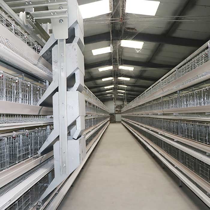 Uccelli delle gabbie 90 - 160 del pollo del pollame di alta efficienza/struttura rigida dell'insieme