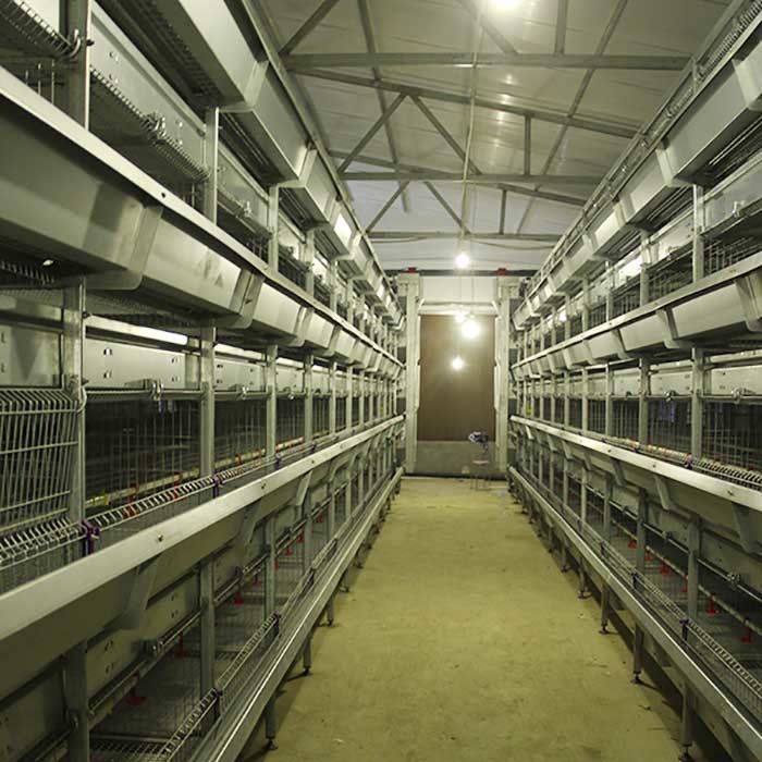 Gabbia automatica per i pulcini, gabbia dell'azienda avicola di strato di capacità di 264 uccelli