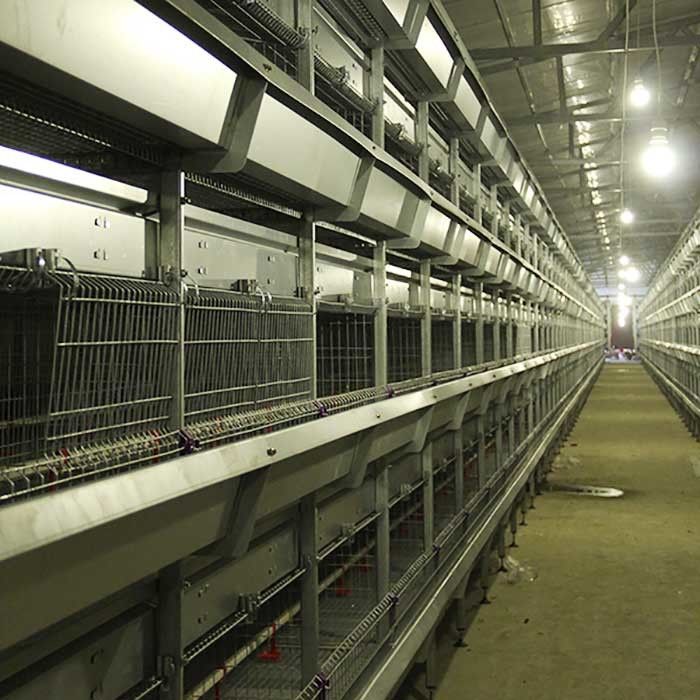 gabbia dell'incubatrice del pulcino di 195 * di 50 * 35CM, agricoltura di strato della gabbia di alta efficienza