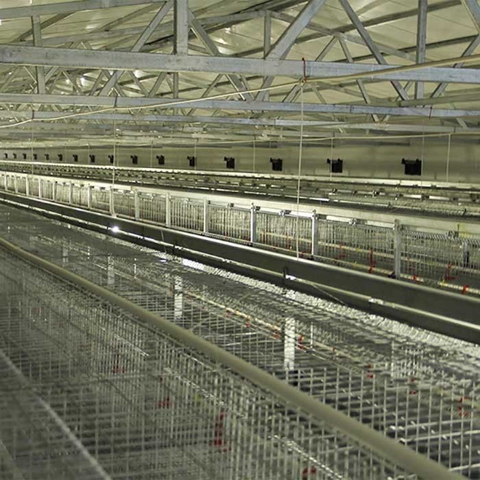 Attrezzatura di avicoltura della batteria, tipo durevole 192 gabbia di H del pollo del bambino