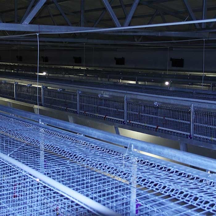 Bene durevole un tipo tasso di mortalità basso della gabbia del pulcino del bambino con il sistema d'alimentazione manuale