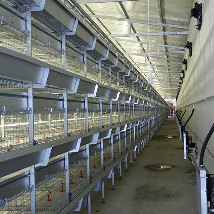 gabbia dell'incubatrice del pulcino di 195 * di 50 * 35CM, agricoltura di strato della gabbia di alta efficienza