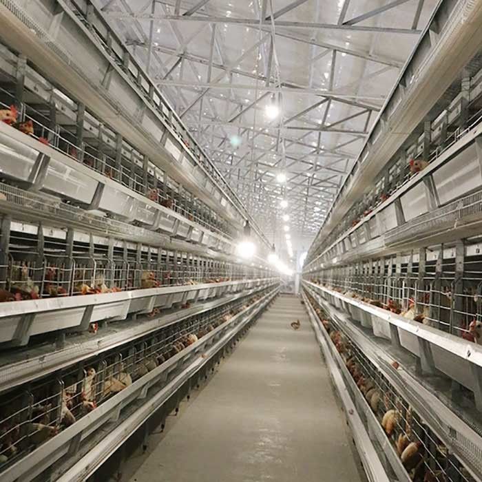 Le attrezzature che automatiche dell'azienda avicola di pollame da uova la H scrive gli uccelli a macchina 4Tiers 192 mettono a strati la gabbia del pollo della batteria per i mercati dell'Africa