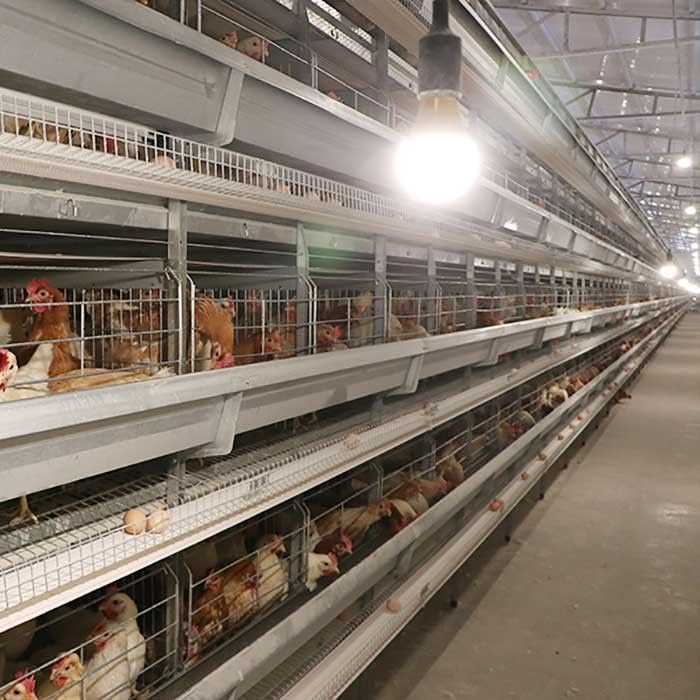 Le attrezzature che automatiche dell'azienda avicola di pollame da uova la H scrive gli uccelli a macchina 4Tiers 192 mettono a strati la gabbia del pollo della batteria per i mercati dell'Africa