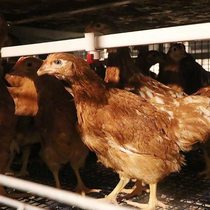 Agricoltura antiruggine della gabbia in batteria delle galline ovaiole della gabbia di strato dell'uovo del pollo