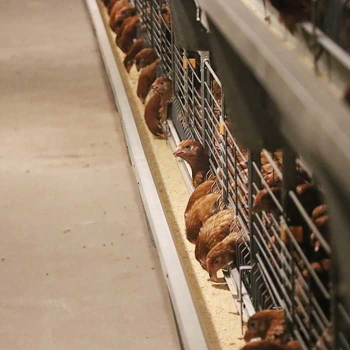 Agricoltura antiruggine della gabbia in batteria delle galline ovaiole della gabbia di strato dell'uovo del pollo