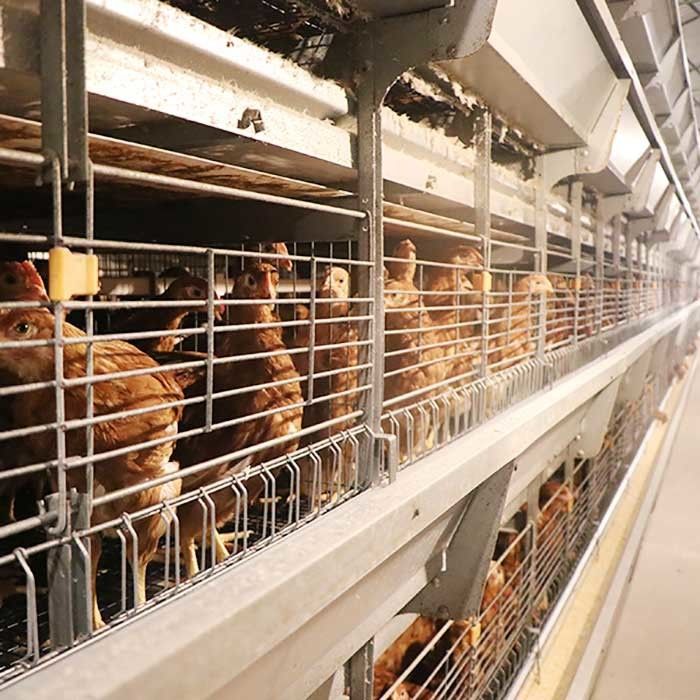 Prestazione stabile 0 della gabbia del pollo del pollame del filo di acciaio Q235 - potere 20kw per l'azienda agricola