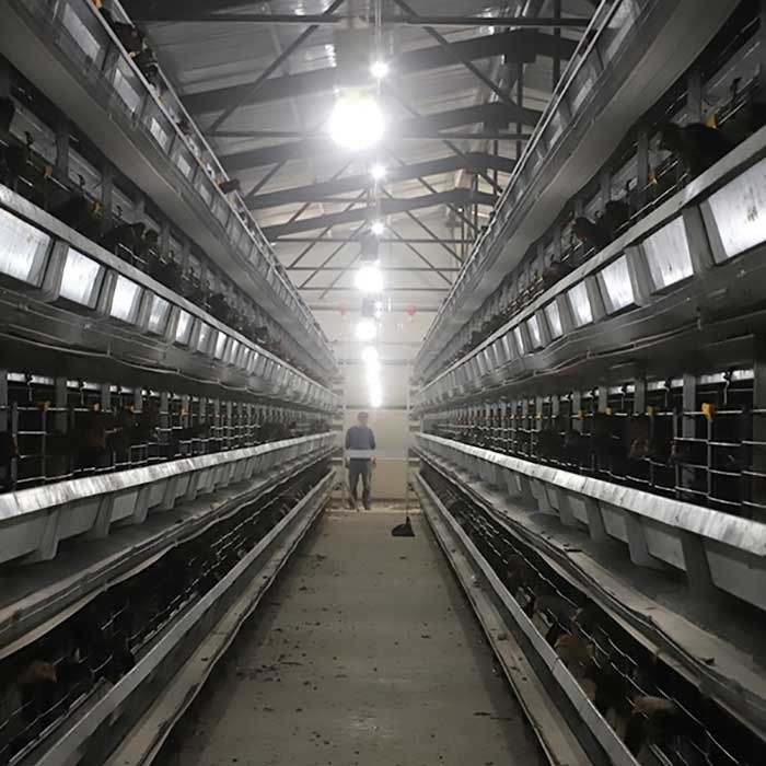 Prestazione stabile 0 della gabbia del pollo del pollame del filo di acciaio Q235 - potere 20kw per l'azienda agricola