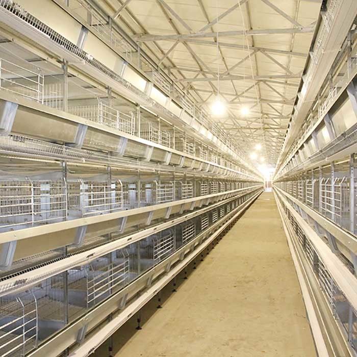 Sistema automatico della gabbia di strato dell'uovo del pollo della batteria dell'attrezzatura di avicoltura di strato