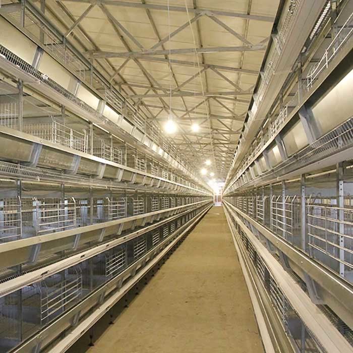 Sistema automatico della gabbia di strato dell'uovo del pollo della batteria dell'attrezzatura di avicoltura di strato