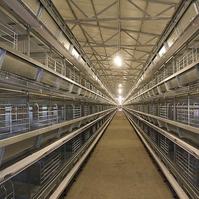 Sistema automatico della gabbia di strato dell'uovo del pollo della batteria dell'attrezzatura di avicoltura di strato