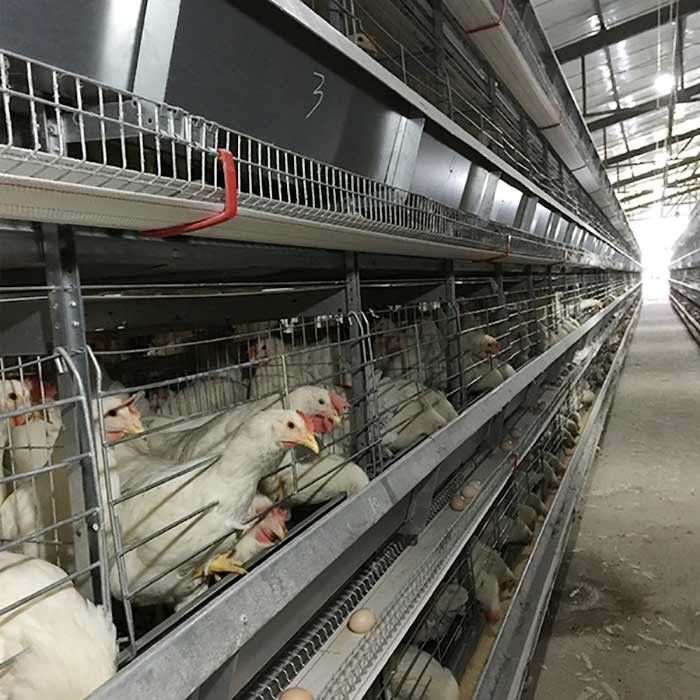 Tipo attrezzatura automatica dell'Arabia Saudita H di avicoltura del sistema Indonesia della gabbia del pollo della batteria