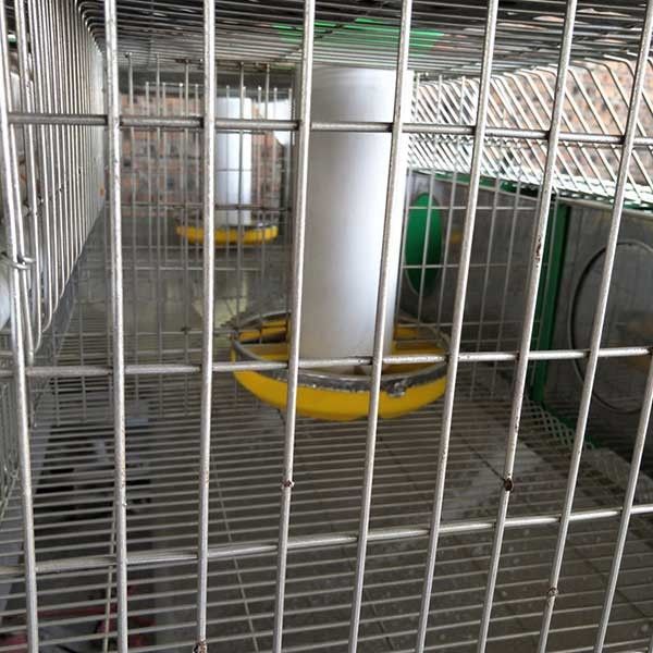 Caldo immerso galvanizzato 24 gabbie del coniglio dell'azienda agricola delle cellule con il sistema automatico di pulizia