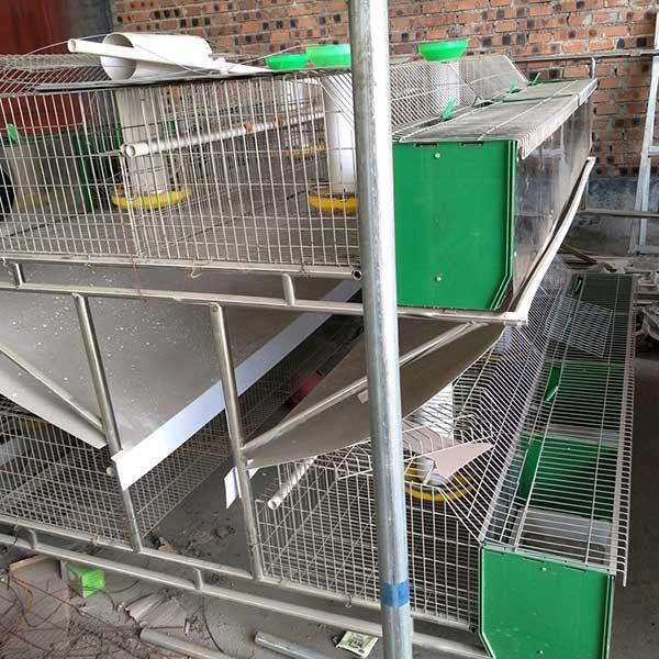 Caldo immerso galvanizzato 24 gabbie del coniglio dell'azienda agricola delle cellule con il sistema automatico di pulizia