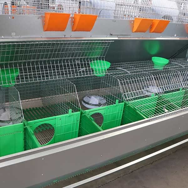 Conigliera di allevamento con il collettore automatico della poppa, alloggio commerciale d'argento del coniglio