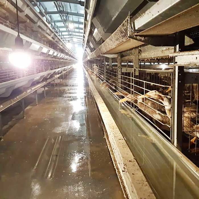 Gabbia automatica durevole di Duck Cage Factory Commercial Duck per le uova