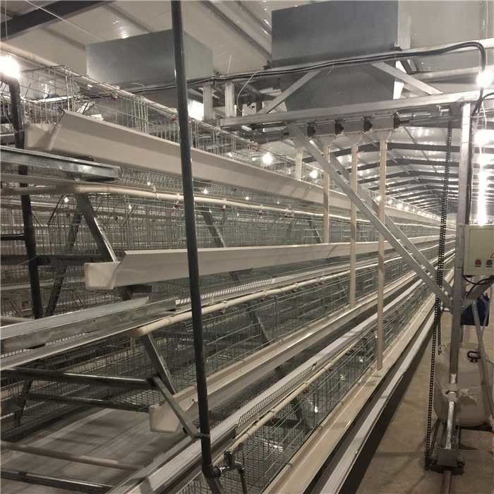 Velocità di trasporto rapida del pollame dell'azienda agricola della larga scala del sistema automatico dell'alimentatore