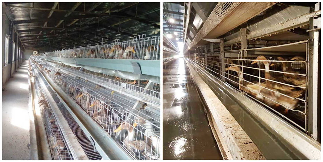 3 / Controllo automatico stratificato 4 file della gabbia dell'anatra per la stenditura del materiale delle uova Q235