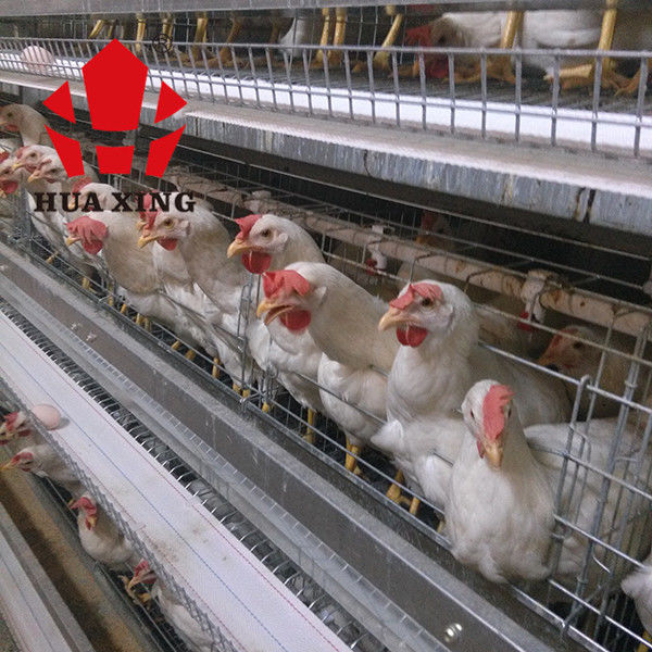 Gabbia situantesi galvanizzata calda di Hen Farming Equipments Layer Chicken degli uccelli dei produttori 90 - 160 della gabbia