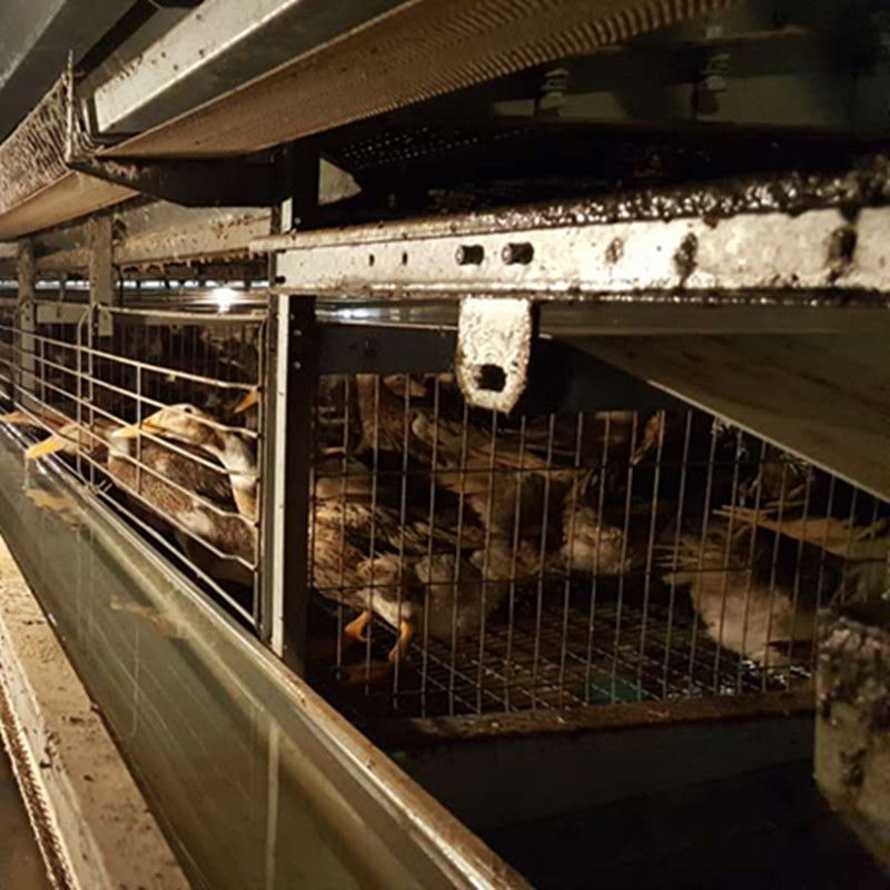 Tipo uovo galvanizzato caldo Duck Poultry House Cages Egg Duck Cage di H di strato di 3/4tiers