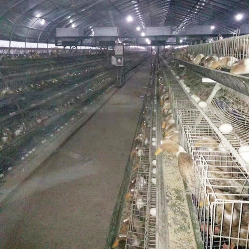 Lo strato delle attrezzature/uovo di avicoltura ingabbia/Duck Cage For Malaysia Farms d'acciaio