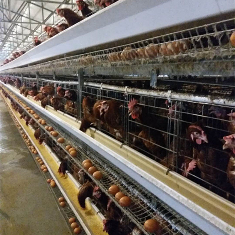 tipo 128 gabbia di 4tier H di strato del pollo degli uccelli con il sistema di pulizia automatico della cinghia