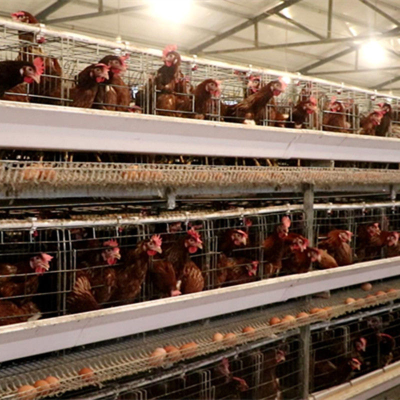 tipo 128 gabbia di 4tier H di strato del pollo degli uccelli con il sistema di pulizia automatico della cinghia