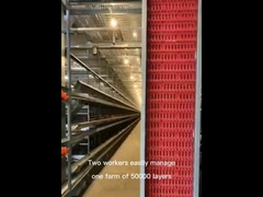 H Type Layer Chicken Cage Battery Powered For Poultry Farm